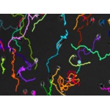 細(xì)胞趨化追蹤軌跡分析Chemotaxis Image...