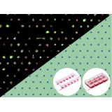 μ-Slides With Single-Cell ...