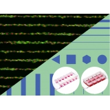 μ-Slides With Test μ-Patte...